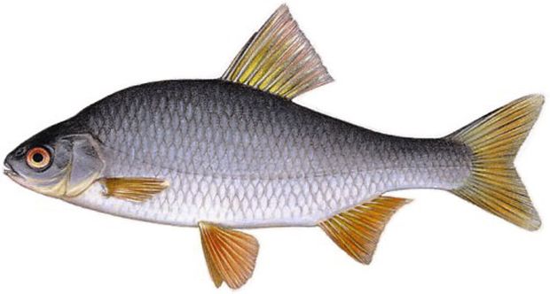 Plotice obecná (Rutilus rutilus) Plotice obecná (Rutilus rutilus)