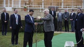 Miloš Zeman a Si Ťin-pching společně v Lánech zasadili mladý jinan dvoulaločný. Zeman ho prý bude zalívat pokaždé, když v Lánech bude.