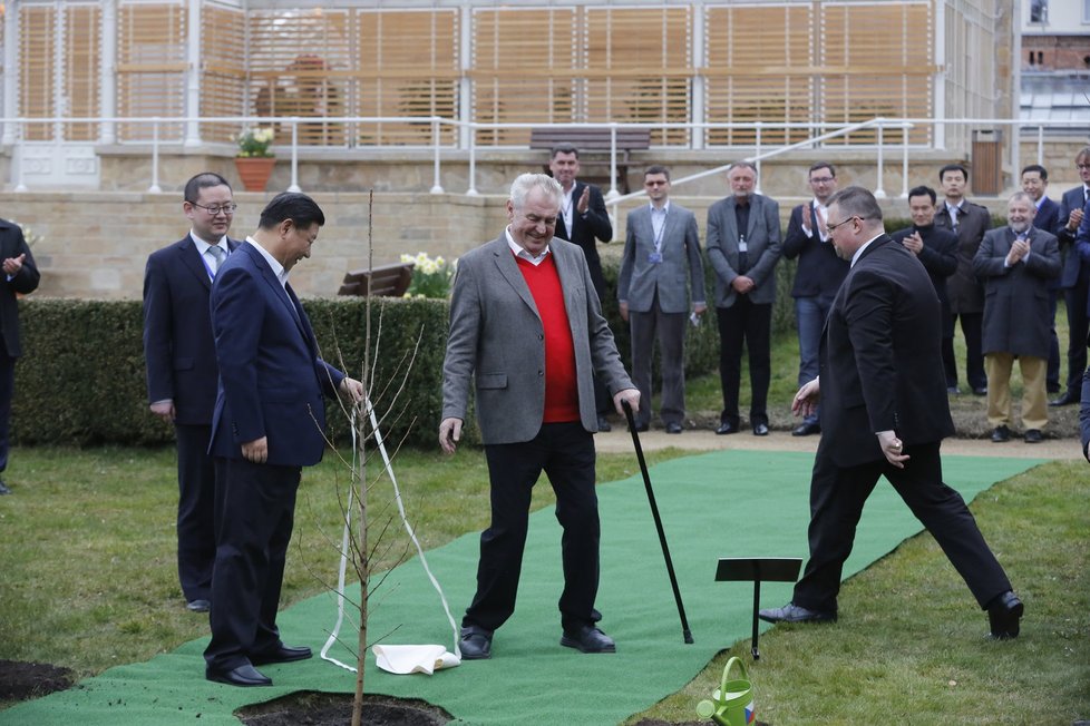 Miloš Zeman a Si Ťin-pching společně v Lánech zasadili mladý jinan dvoulaločný. Zeman ho prý bude zalévat pokaždé, když v Lánech bude.