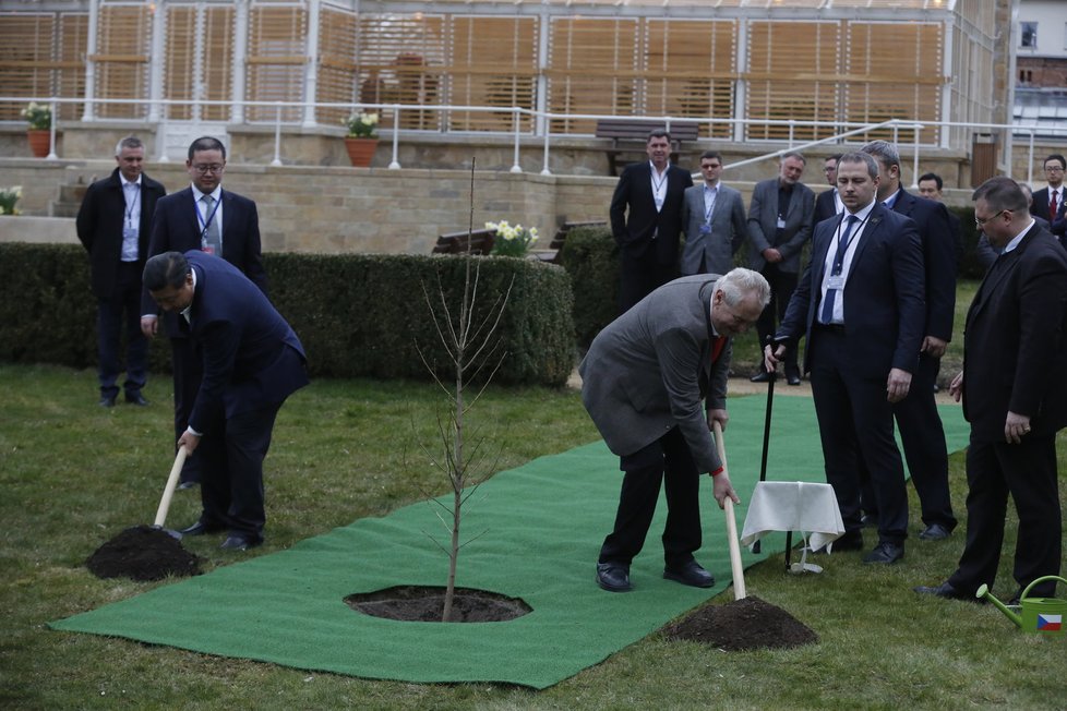 Miloš Zeman a Si Ťin-pching společně v Lánech zasadili mladý jinan dvoulaločný. Zeman ho prý bude zalévat pokaždé, když v Lánech bude.