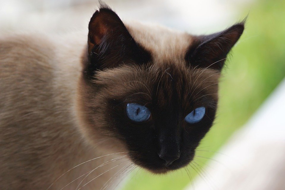Černý obličejík je typický pro siamské kočky