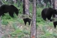 Vasja zahnal medvěda: Video statečného kocoura baví internet