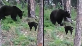 Vasja zahnal medvěda: Video statečného kocoura baví internet