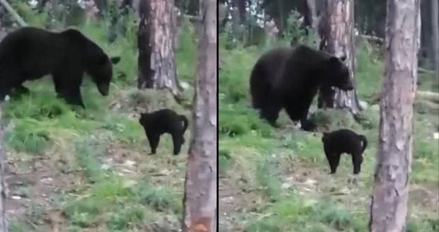 Vasja zahnal medvěda: Video statečného kocoura baví internet