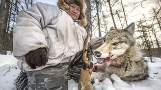 Zabij svého vlka. Lovci v Jakutsku dostávají 10 tisíc za zabití zvířete