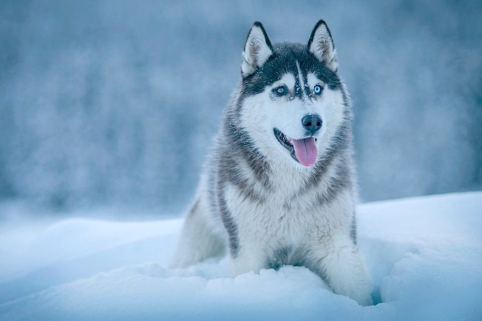 Sibiřský husky si bez smečky ani &#34;neštěkne&#34;