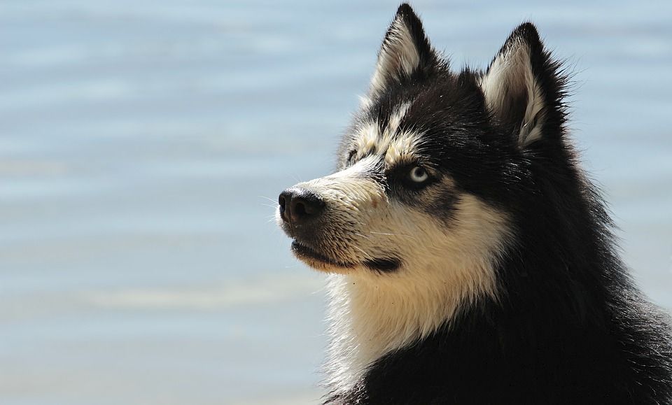 Sibiřský husky si bez smečky ani &#34;neštěkne&#34;