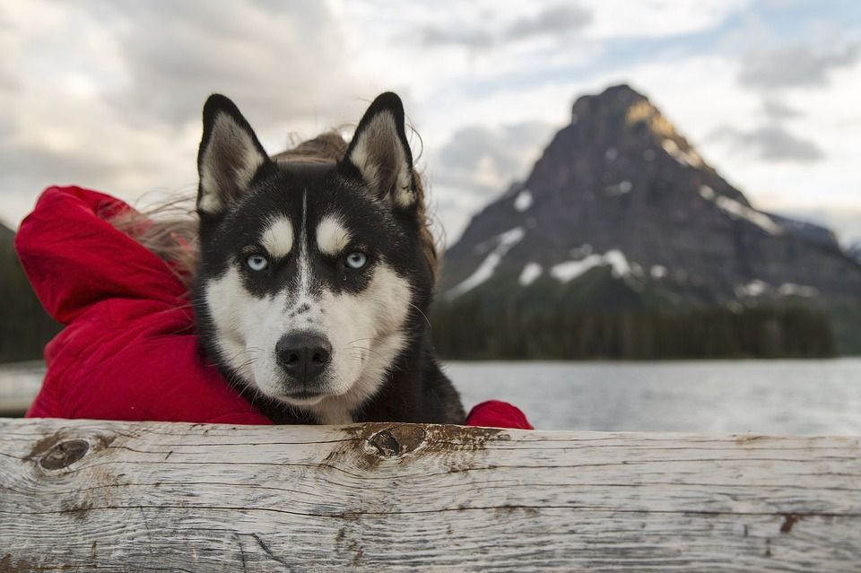 Sibiřský husky si bez smečky ani &#34;neštěkne&#34;