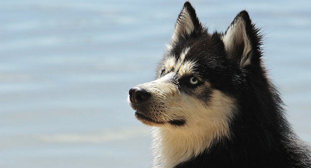 Psí plemena: Sibiřský husky, závodník psích spřežení