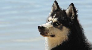 Psí plemena: Sibiřský husky, závodník psích spřežení