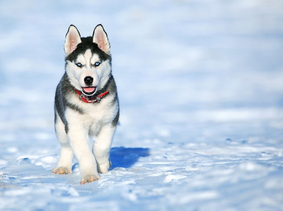 Sibiřský husky si bez smečky ani &#34;neštěkne&#34;