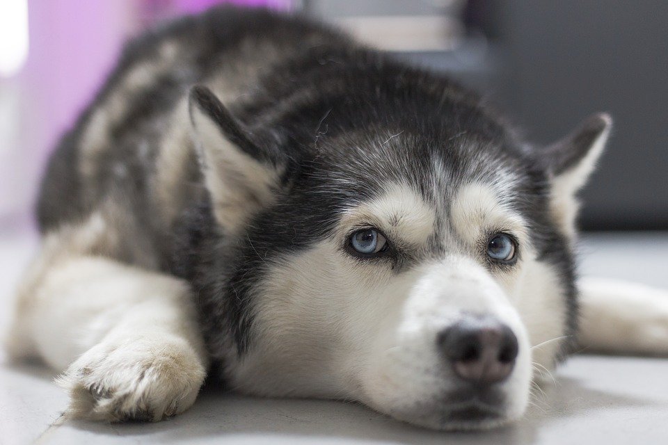 Sibiřský husky si bez smečky ani &#34;neštěkne&#34;