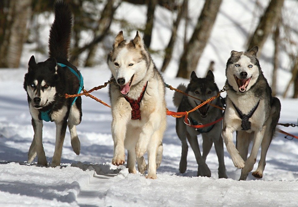 Sibiřský husky si bez smečky ani &#34;neštěkne&#34;