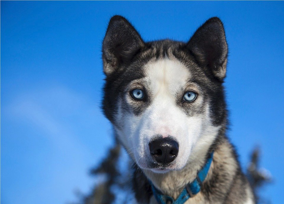 Sibiřský husky si bez smečky ani &#34;neštěkne&#34;