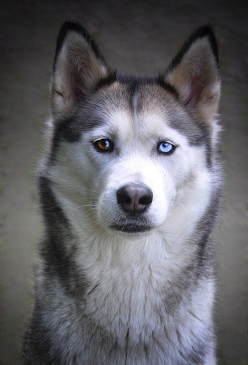 Sibiřský husky si bez smečky ani &#34;neštěkne&#34;