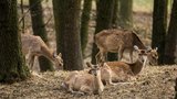 Vyhynulým jelenům sika nejlépe rozumí v Zoo Ostrava: Radí, jak je množit, ale i zabíjet