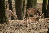 Vyhynulým jelenům sika nejlépe rozumí v Zoo Ostrava: Radí, jak je množit, ale i zabíjet