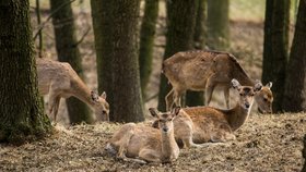 Jelenům sika, kteří pocházejí z Vietnamu a jsou již ve volné přírodě vyhynulí, se dobře daří v ostravské zoo.