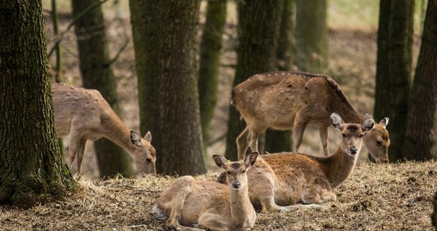 Jelenům sika, kteří pocházejí z Vietnamu a jsou již ve volné přírodě vyhynulí, se dobře daří v ostravské zoo.