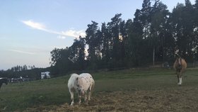 Podle lékařské zprávy jsou poníci v naprostém pořádku.