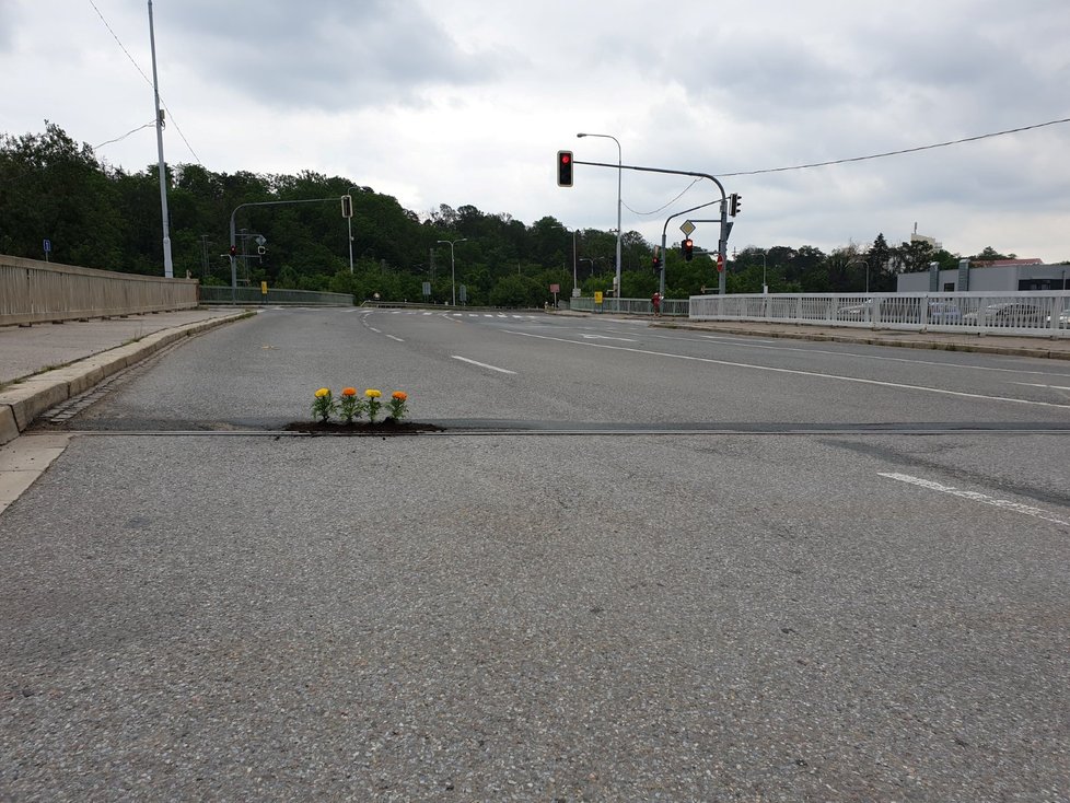 Poté co Královopolští patrioti tři měsíce marně žádali správce silnic o opravu nebezpečné díry na hlavním tahu v Křižíkově ulici, zasadili do ní ze zoufalství kytky.