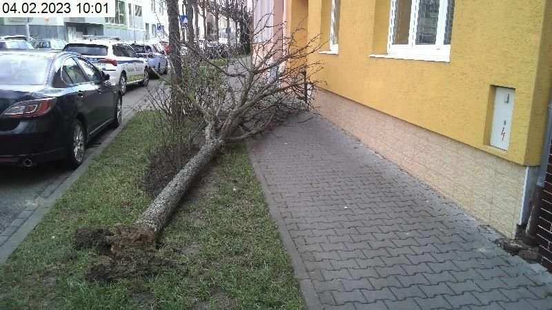 Silný vítr vyvrátil strom v brněnské Jeronýmově ulici.