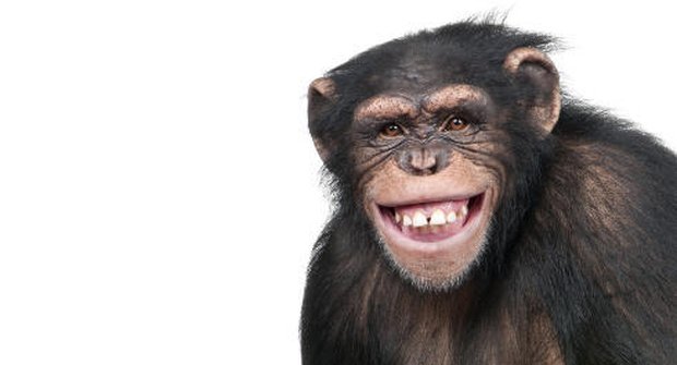 Mazaní šimpanzi