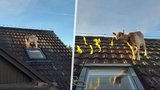 Kozo, pojď dolu! Hasiče zaměstnalo zvíře na střeše
