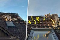 Koza vyšplhala na střechu domu u Liberce: Dolů se jí nechtělo