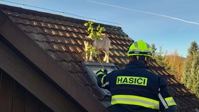 Hasiči zachraňovali kozu ze střechy.