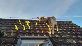 Hasiči zachraňovali kozu ze střechy.