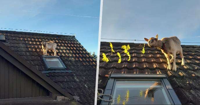 Hasiči zachraňovali kozu ze střechy.