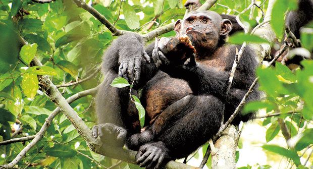 Pomůcky na míru: Nové lovecké techniky šimpanzů