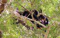 Bonobové jsou velmi agresivní a&nbsp;jejich souboje bývají nesmírně kruté