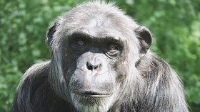 V zoo Plzeň uhynul šimpanz Bask (†28). Měl srdeční problémy.