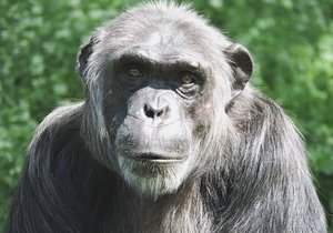 V zoo Plzeň uhynul šimpanz Bask (†28). Měl srdeční problémy.
