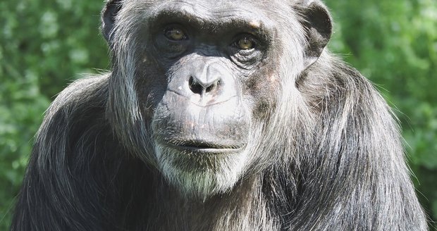 V zoo Plzeň uhynul šimpanz Bask (†28). Měl srdeční problémy.