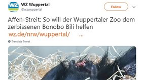 Bonobo šimpanz Bili