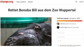 Bonobo šimpanz Bili