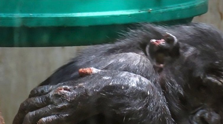Bonobo šimpanz Bili