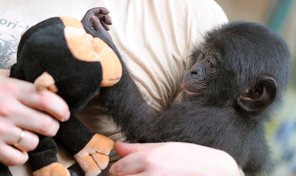 Bonobo šimpanz Bili