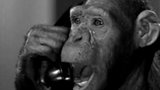 Šimpanz Cheeta vydává DVD a paměti