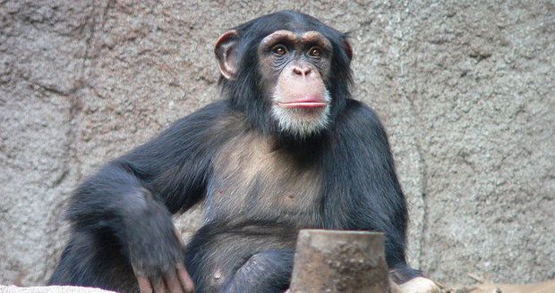 Šimpanzi mají čistější lože než lidé. Není tam ani tolik hmyzu, odhalil výzkum
