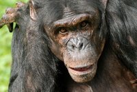 Šimpanzi v Kongu zabíjí lidi: Pomsta za násilnosti!