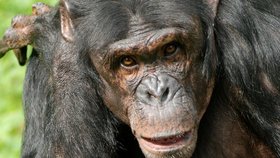 Šimpanz - ilustrační foto