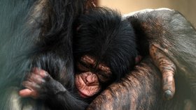 Šimpanzí mládě zůstává i po smrti v náručí své milující matky.