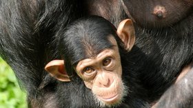 Šimpanzí holka Beira zemřela na zápal plic  