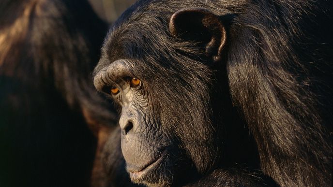 Pokud umíte znakovou řeč, můžete toho se šimpanzem poměrně dost probrat.