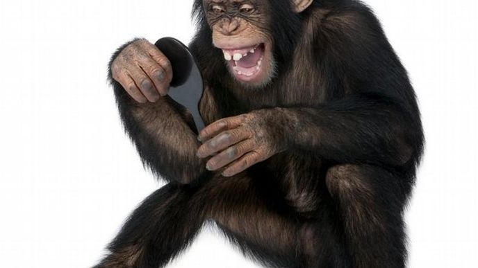 šimpanz, ilustrační foto