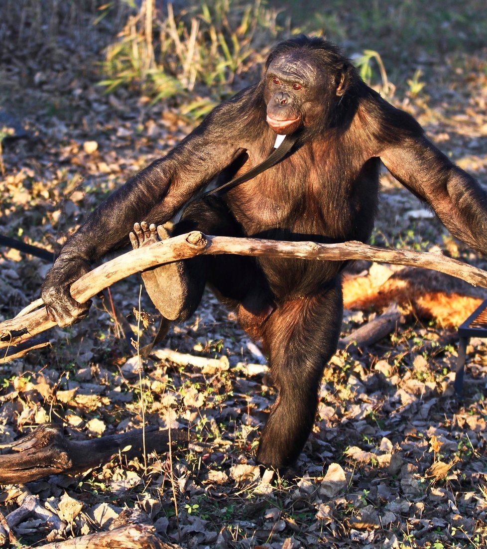 Šimpanzi jsou velice inteligentní zvířata.